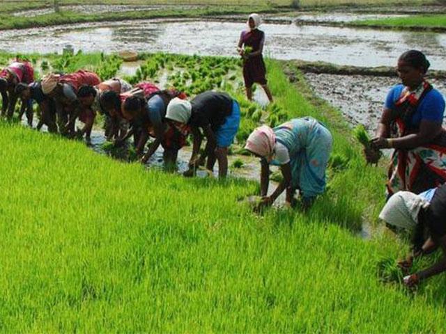 Agriculture Services | Our Involvement | Ayngaran Foundation | Spiritual Non Profit Organization | Palani | Tamil Nadu